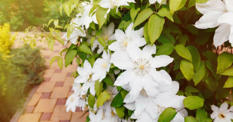 25 des meilleures variétés de clématites à floraison estivale .