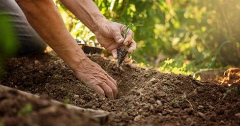 11 légumes à semer en avril pour un potager productif et facile à entretenir