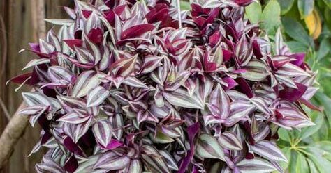 7 Conseils essentiels pour prendre soin de votre Tradescantia