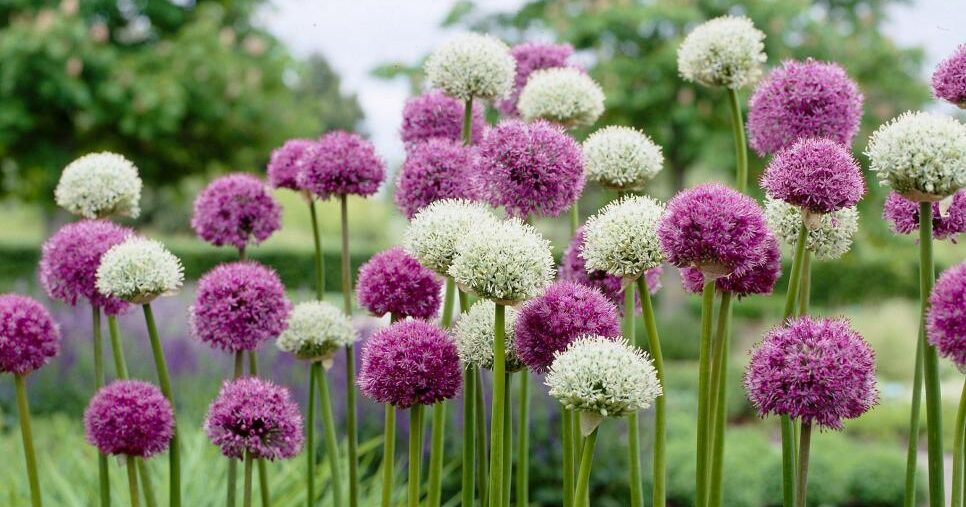 7 Plantes Résistantes à la Sécheresse pour un Jardin Économe en Eau