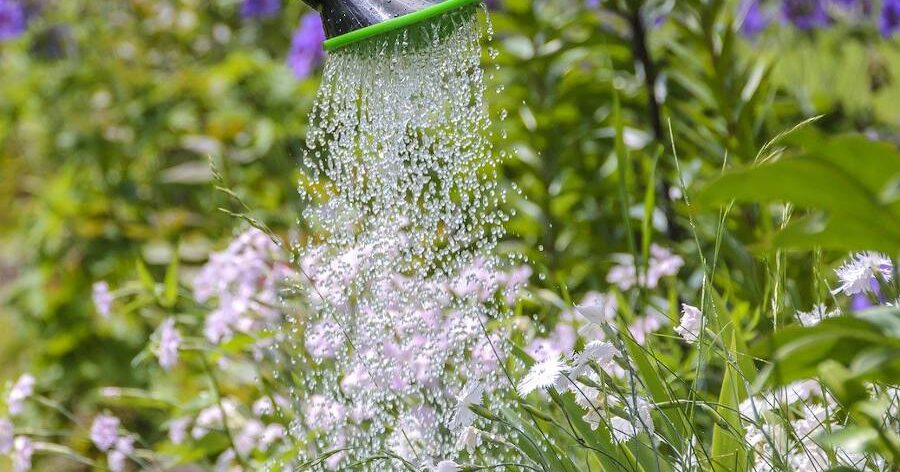 Arrosage malin et gestion de l’eau au jardin