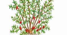 Chèvrefeuille Bouturage, Multiplication et Emplacement Idéal au Jardin