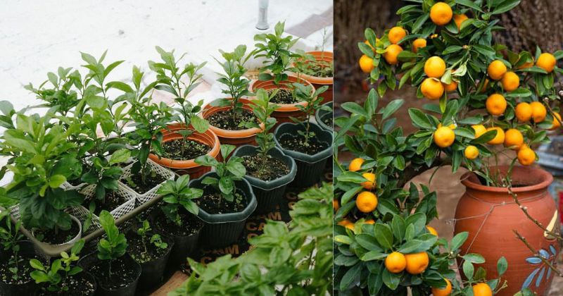 Comment Créer Fruits Faciles à Cultiver en Pots : Guide Pratique pour un Mini-Jardin Fruité à la Maison