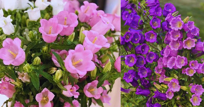 Comment Cultiver des Campanules : Créer une Cascade de Clochettes Enchantées