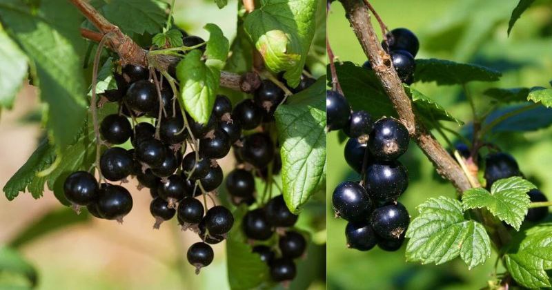 Comment Cultiver des Cassis : Créer Votre Trésor de Baies Pourpres