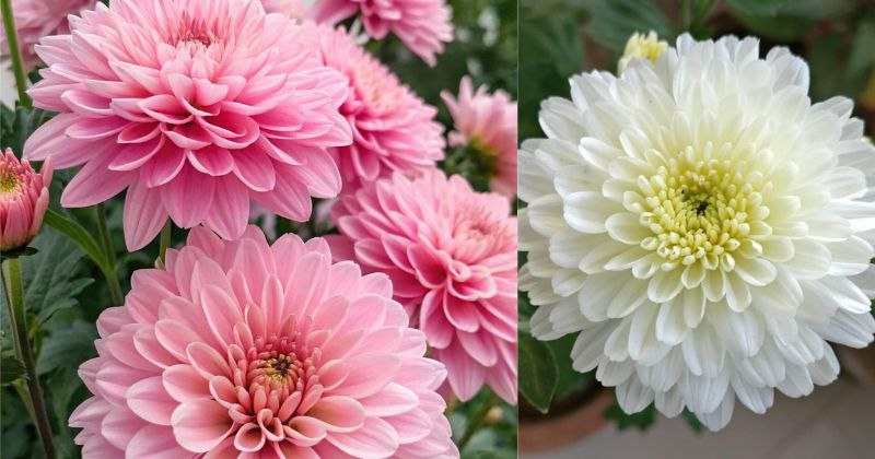 Comment Cultiver des Chrysanthèmes : Créer un Festival Automnal de Couleurs