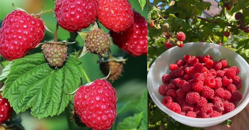 Comment Cultiver des Framboisiers : Votre Guide pour un Jardin Gourmand
