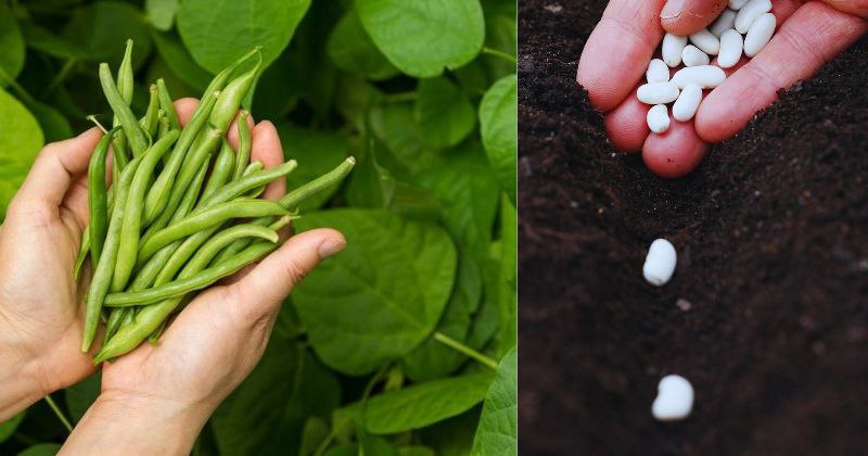 Comment Cultiver des Haricots : Une Célébration de la Générosité du Potager