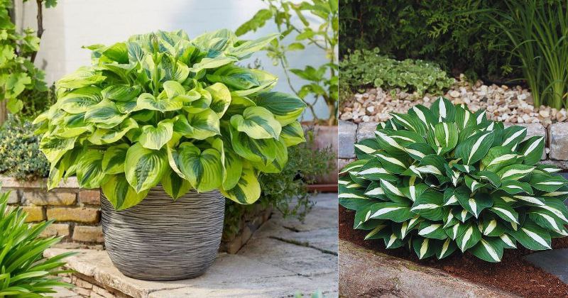 Comment Cultiver des Hostas : Une Ode à l’Ombre et à la Sérénité