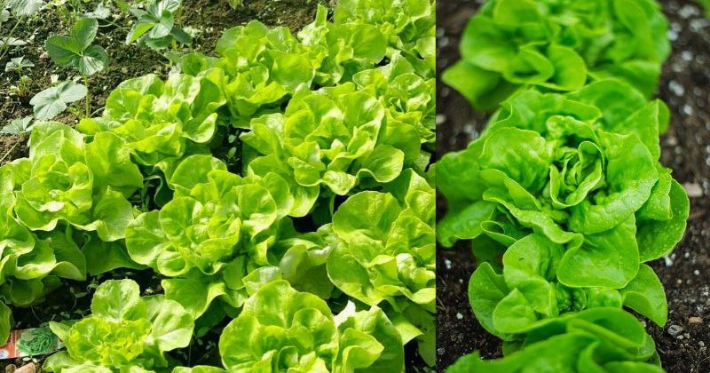 Comment Cultiver des Laitues : Votre Guide Complet pour un Potager Réussi