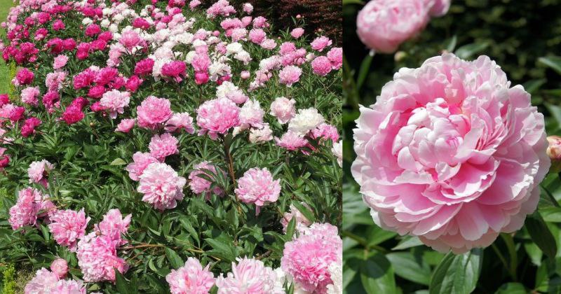 Comment Cultiver des Pivoines : Créer un Jardin de Splendeur Intemporelle