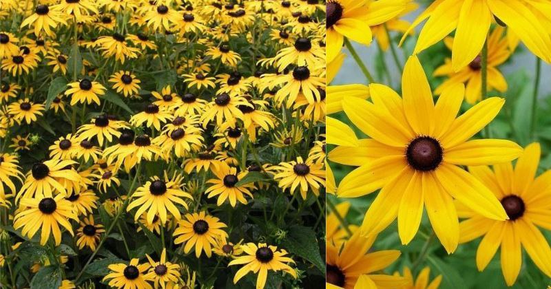 Comment Cultiver la Rudbeckie : Créer un Festival de Soleil dans Votre Jardin