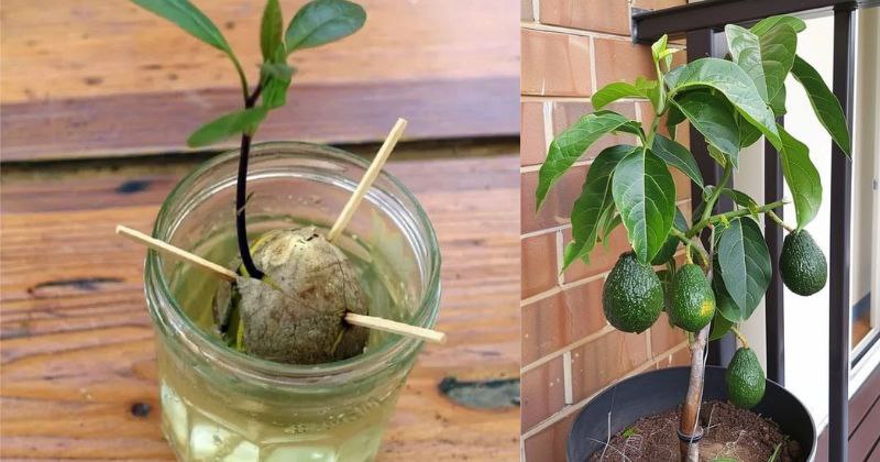 Comment Cultiver un Avocatier en Pot et Profiter de Vos Propres Fruits