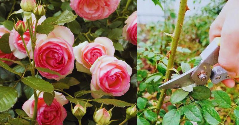Comment Tailler les Rosiers : Un Geste d’Amour et de Renaissance