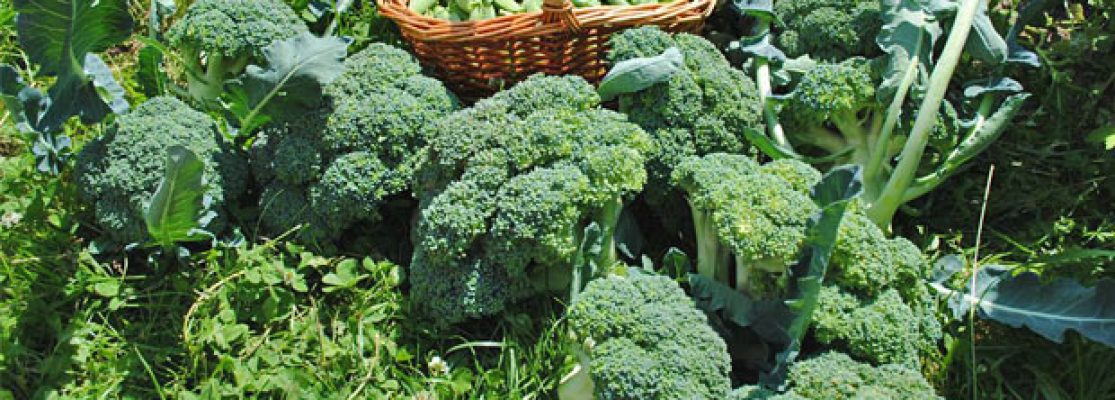 Comment cultiver votre propre brocoli biologique