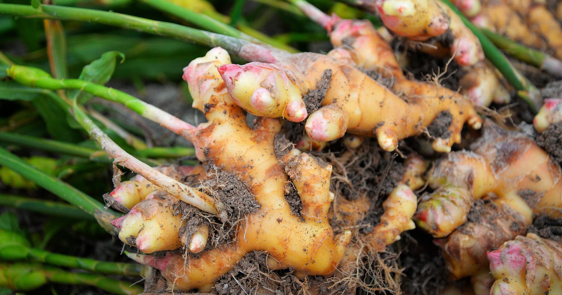 Comment cultiver votre propre gingembre biologique