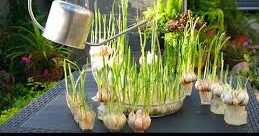 Comment planter de l’ail à la maison étape par étape