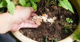 Comment réutiliser les coquilles d’œufs pour vos plantes comme engrais