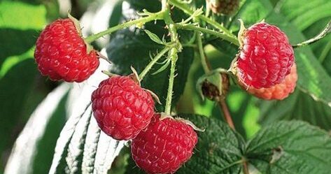 Comment tailler les framboisiers pour une récolte abondante