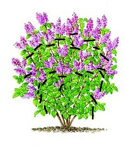 Comment tailler les lilas pour une floraison abondante ?