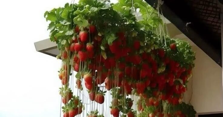 Cultiver des fraises hors sol : Guide complet pour une récolte abondante