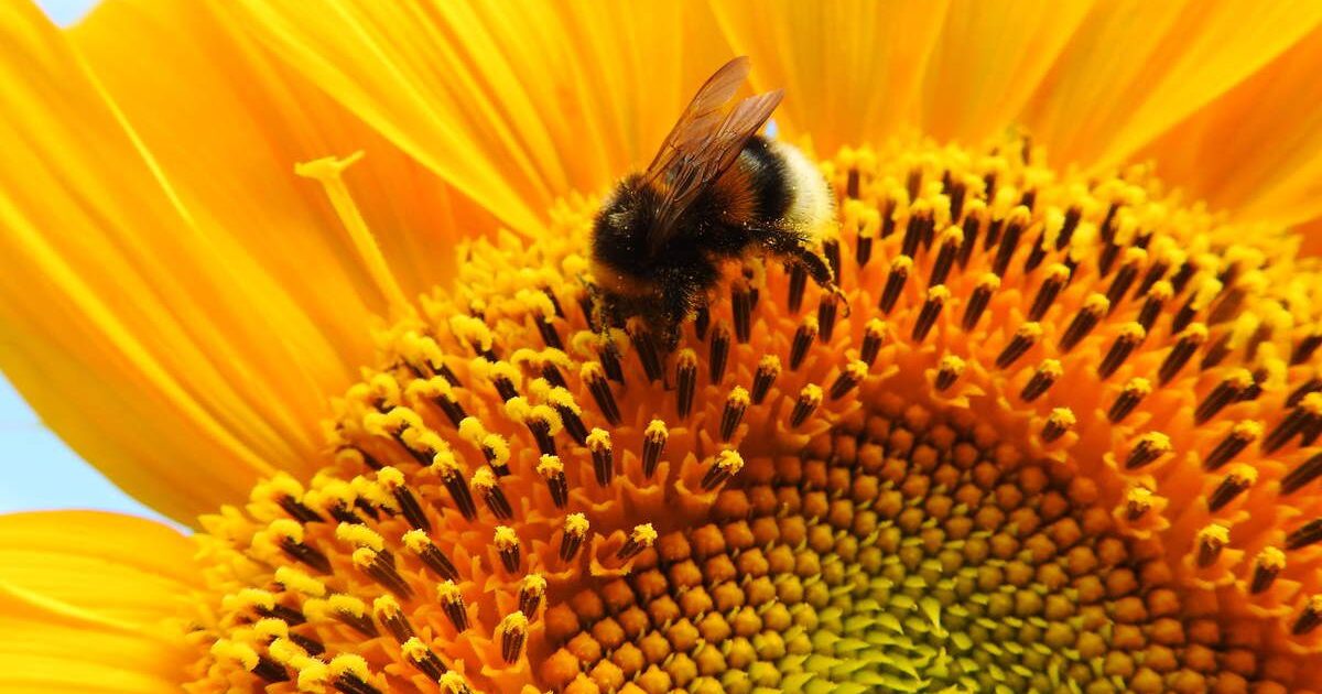 Cultivez des tournesols remontants pour les abeilles, les oiseaux et les bouquets
