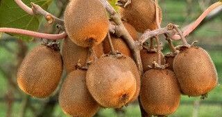 Faire pousser des kiwis à partir de graines : tout ce qu’il faut savoir pour réussir