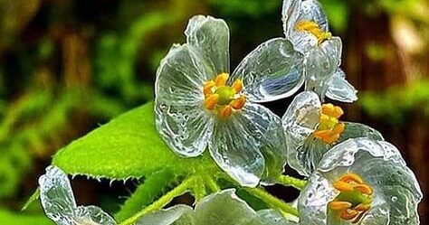Fleur de verre ou plante squelette : Une curiosité botanique à découvrir