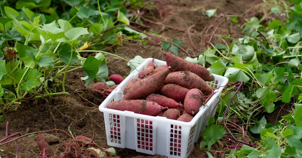 Guide détaillé de la culture des patates douces en sacs de terre