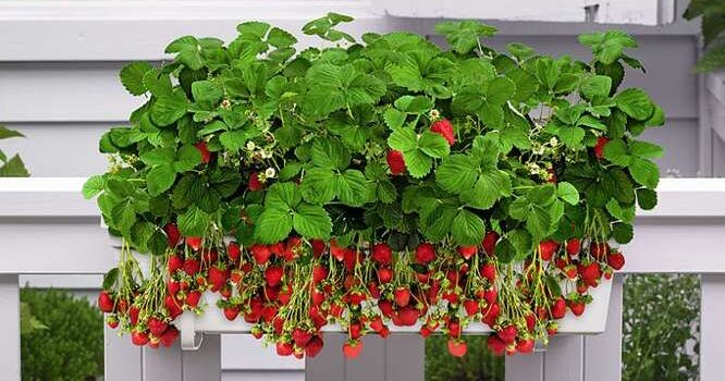Idées de Planteurs de Fraises pour une Plantation Réussie sur Balcon ou Jardin
