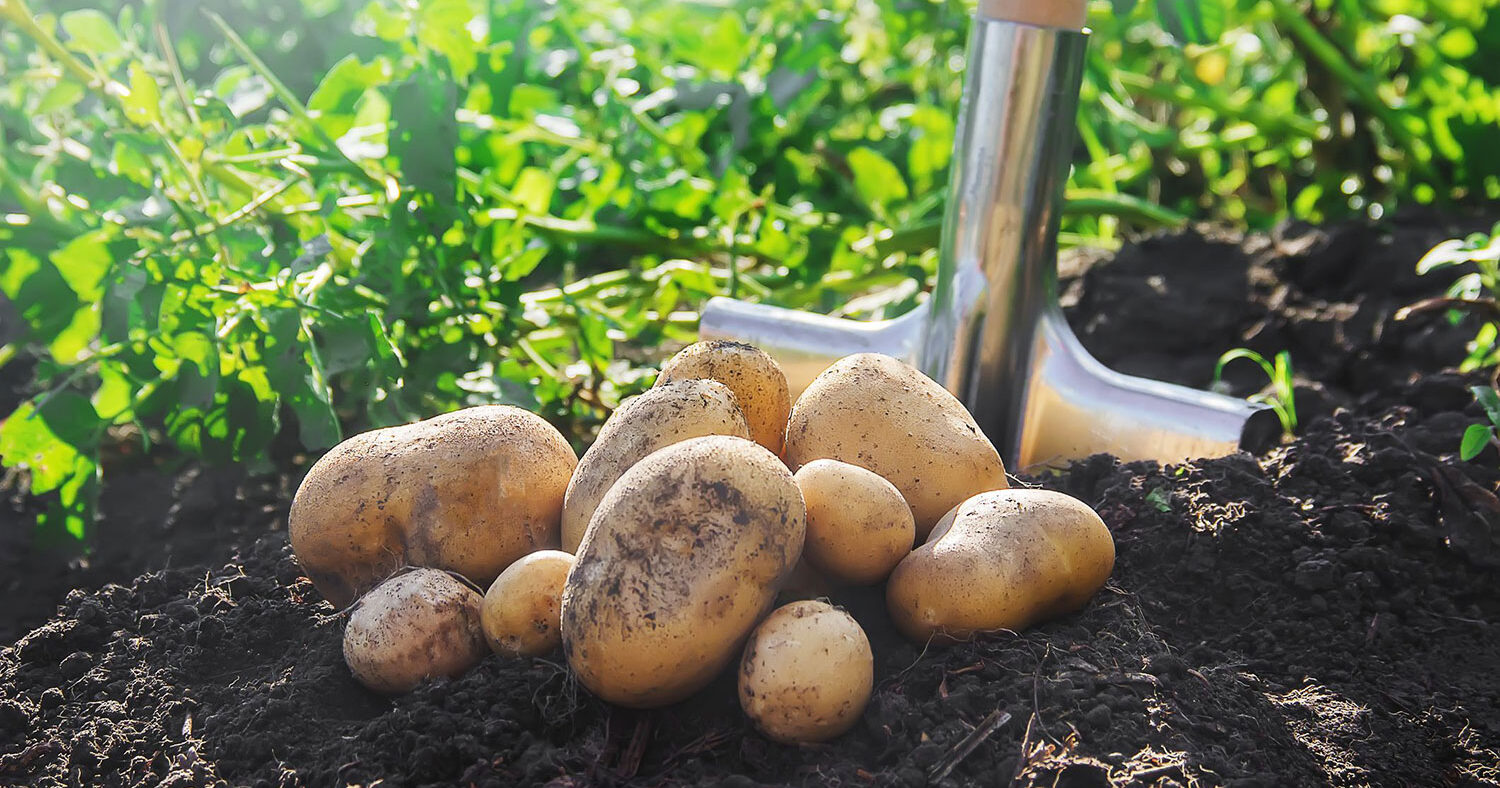 La tour à pommes de terre, c’est quoi ?
