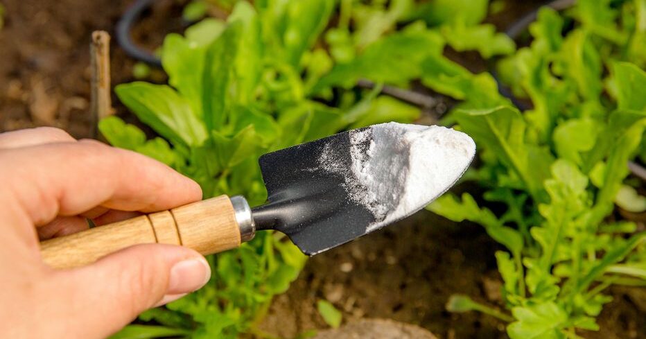 Le bicarbonate de soude au jardin : découvrez ses nombreuses utilisations