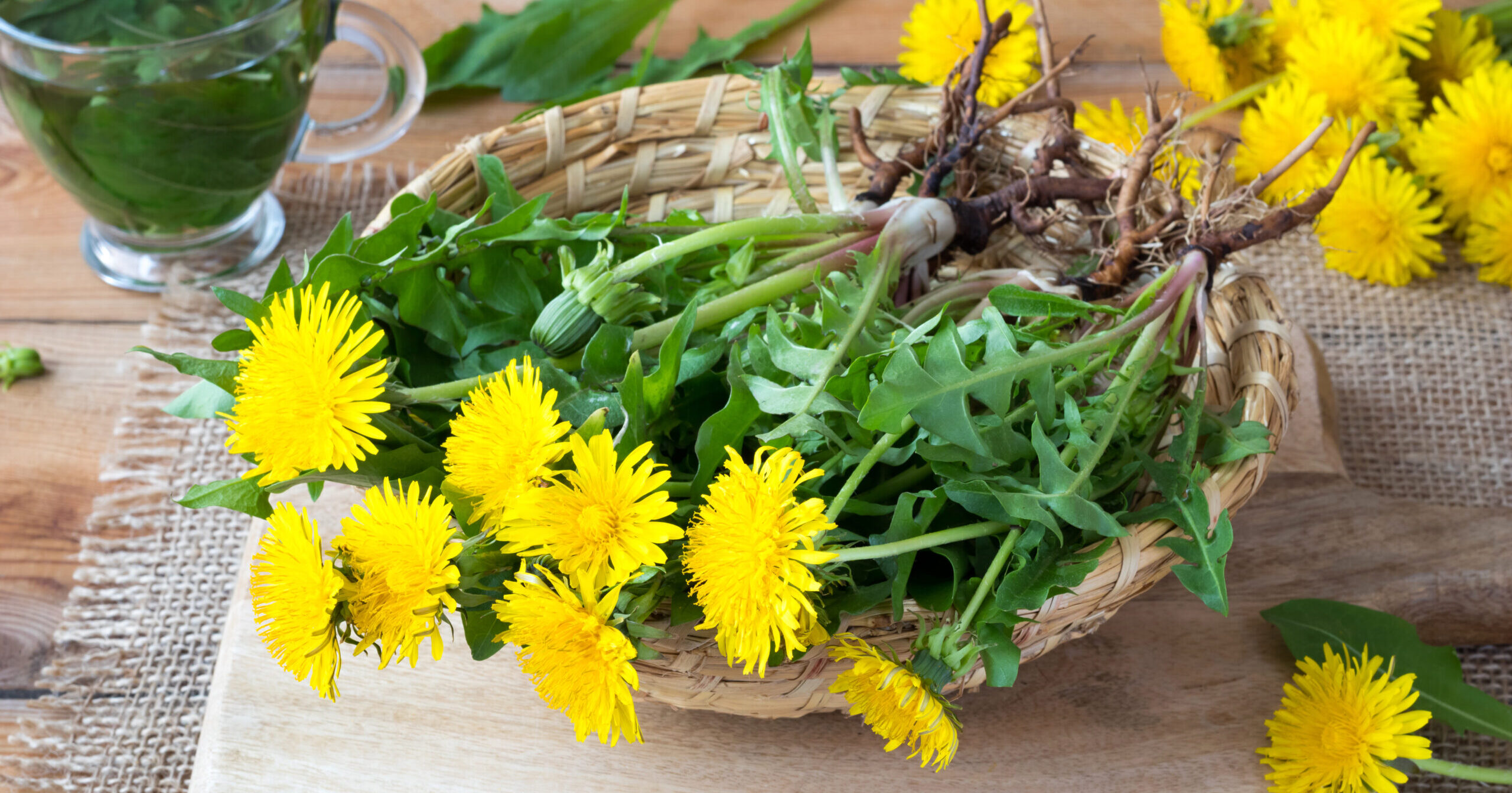 Le pissenlit : plante sauvage médicinale et comestible à redécouvrir