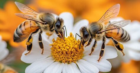 Le processus de pollinisation : un ballet vital orchestré par les pollinisateurs
