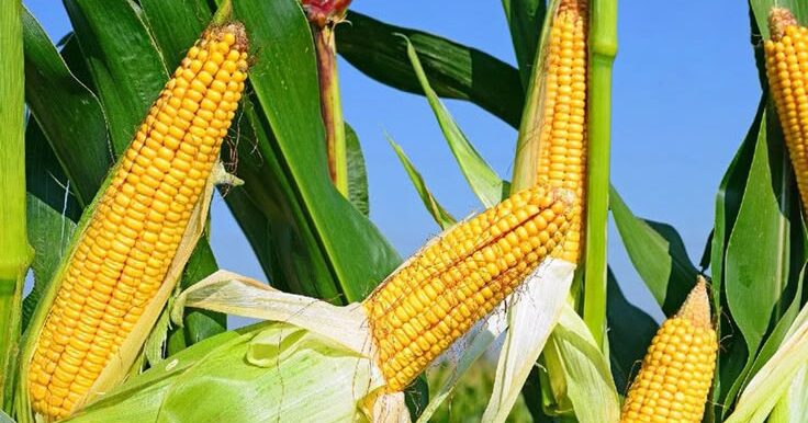 Le système traditionnel de culture : La Milpa