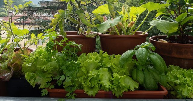 Légume Potager Facile : 9 Cultures Idéales pour Débuter sur Votre Terrasse