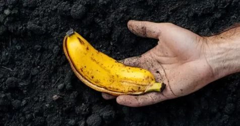 Les Peaux de Banane : Un Trésor Caché pour Votre Jardin