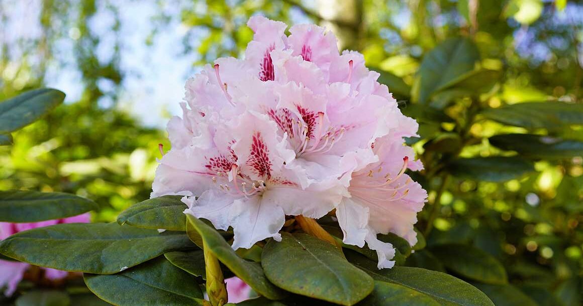 Les Rhododendrons : Secrets de Culture pour un Jardin Éclatant