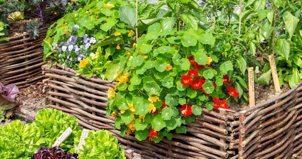 Les atouts des capucines au potager : une plante comestible et fonctionnelle pour votre jardin