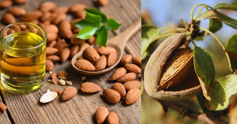 Les bienfaits extraordinaires de l’huile d’amande douce pour la santé et la beauté