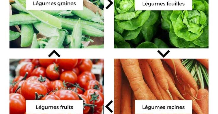 L’importance de la rotation de culture : avantages et inconvénients