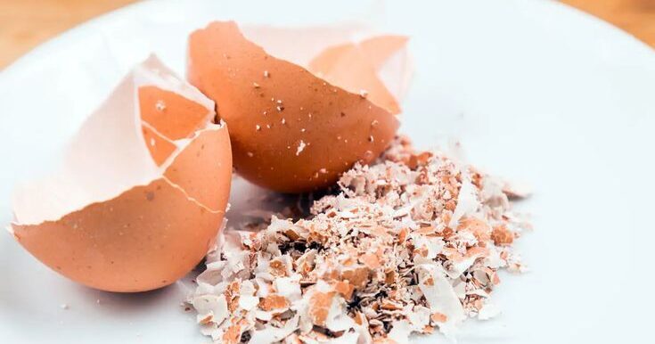 Ne jetez pas vos coquilles d’œufs : 12 idées géniales pour les réutiliser dans votre jardin