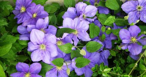Nourrir votre clématite : guide complet pour une floraison abondante