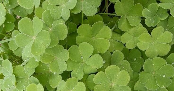 Pourquoi intégrer le trèfle sauvage dans votre jardin : 12 raisons écologiques et pratiques