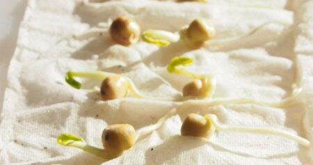 Pré-germer les légumes facilement et sans connaissances préalables