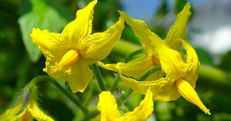 Premières fleurs de tomate : ce qu’elles révèlent sur la santé de vos plants