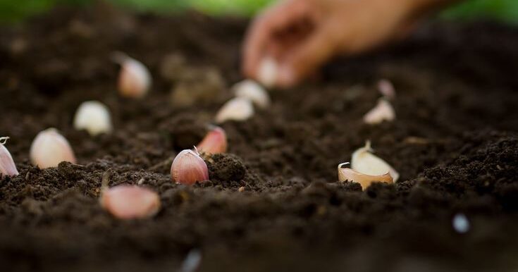 Réussir la culture ail blanc : conseils de plantation, entretien et récolte