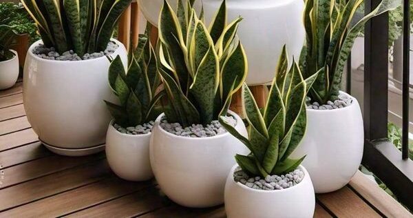 Sansevieria : la plante d’intérieur facile à entretenir qui purifie votre air