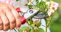 Taille des rosiers : conseils généraux