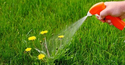 Vaporisez Cette Simple Solution Pour Vous Débarrasser Facilement des Mauvaises Herbes dans Votre Jardin